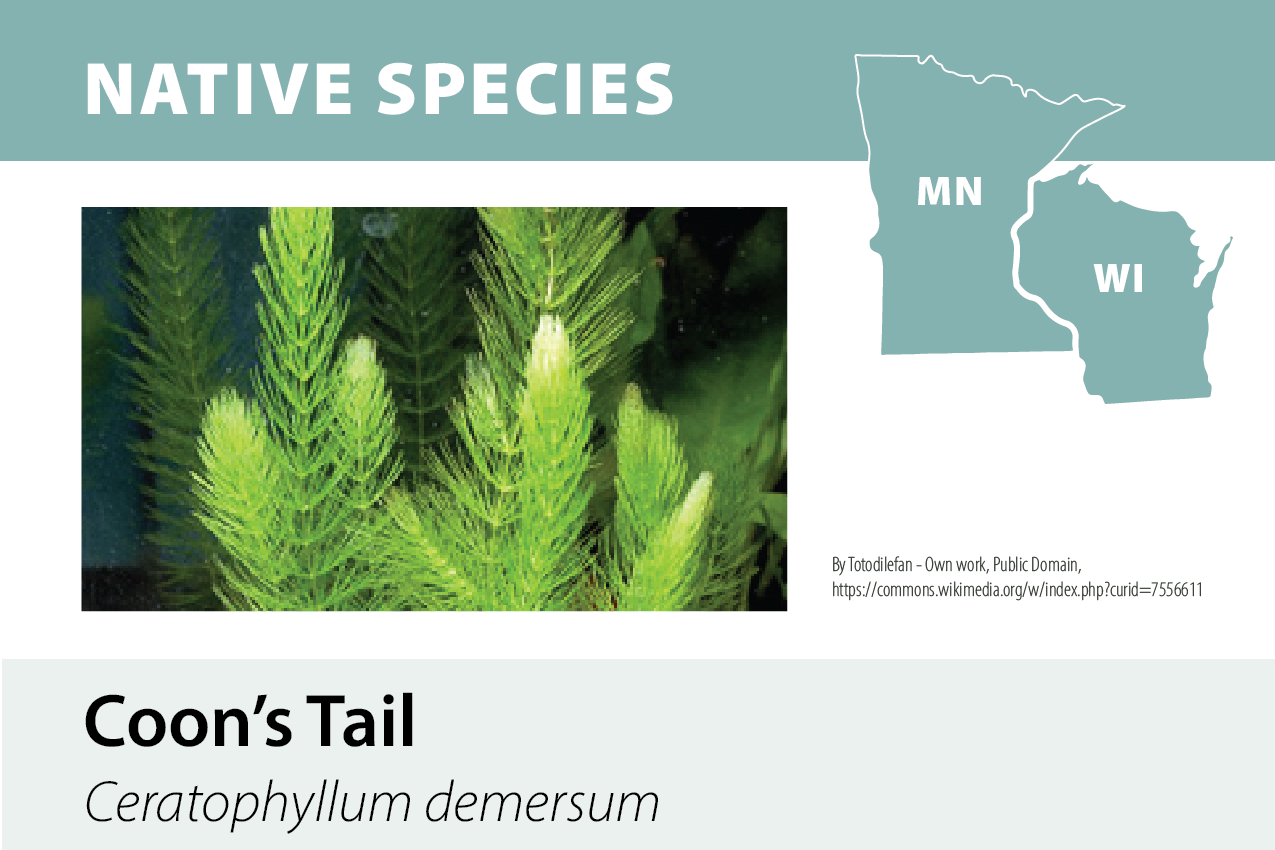 Map of Minnesota and Wisconsin showing native species, with a photo of green Coon's Tail plant (Ceratophyllum demersum).