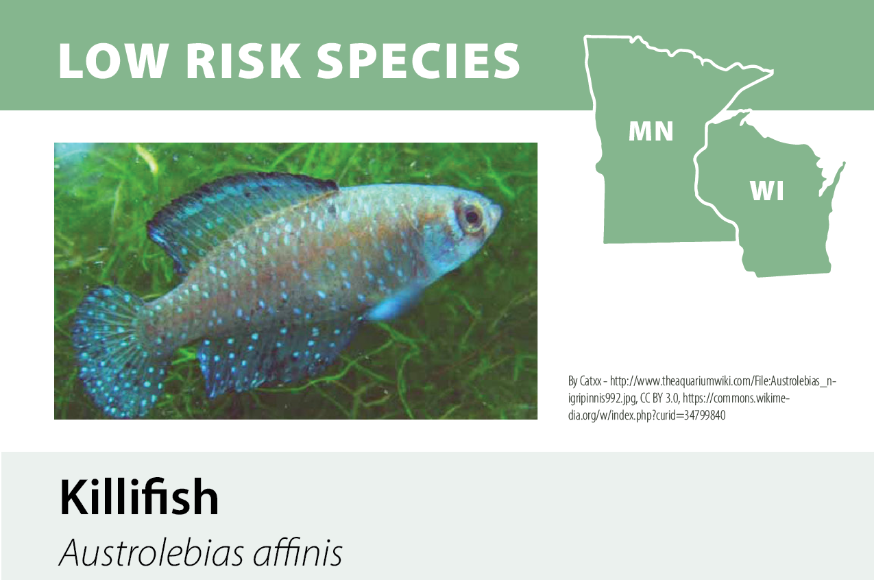 An infographic showing a fish called Killifish, scientifically named Austrolebias affinis, with a map of Minnesota and Wisconsin highlighting the states, under a green header titled "Low Risk Species".
