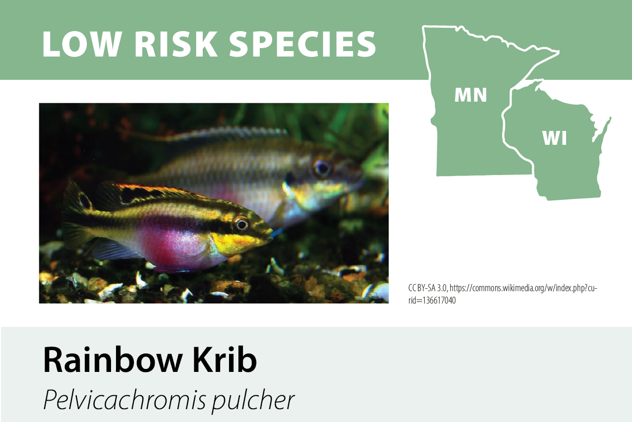 Map of Minnesota and Wisconsin with highlighted states labeled, and a photo of two colorful fish called Rainbow Krib (Pelvicachromis pulcher).