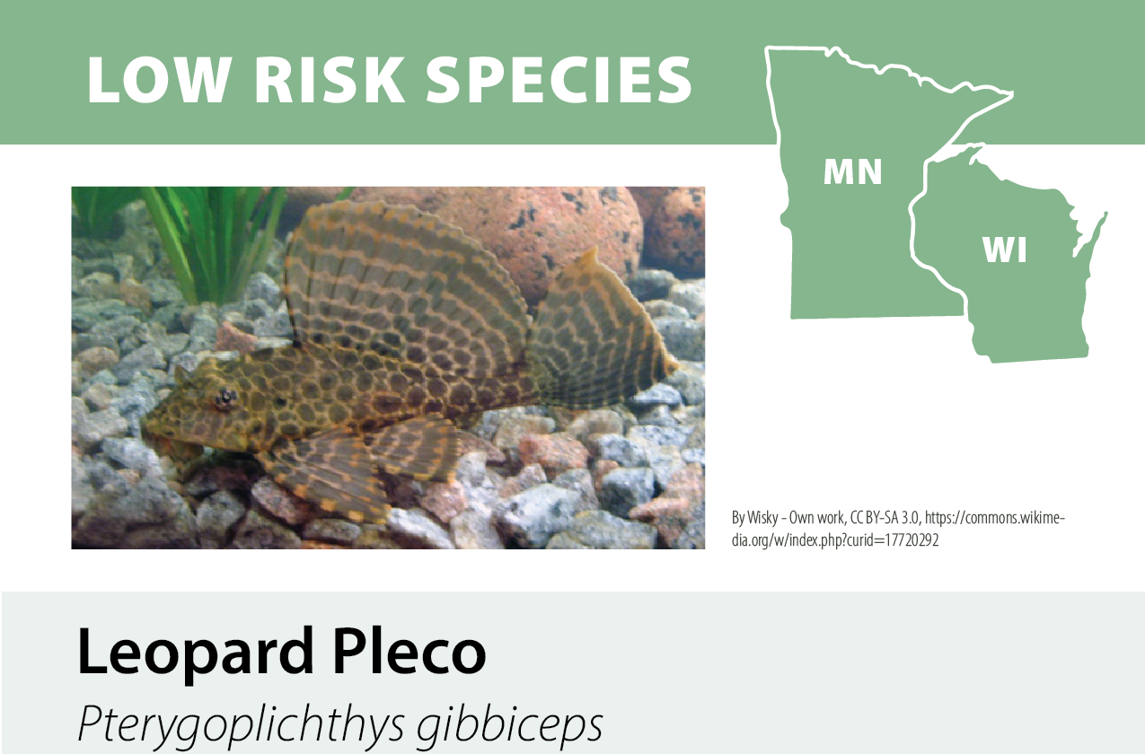 An infographic titled "Low Risk Species" featuring a map of Minnesota and Wisconsin, and a photograph of a leopard pleco fish on a rocky substrate.