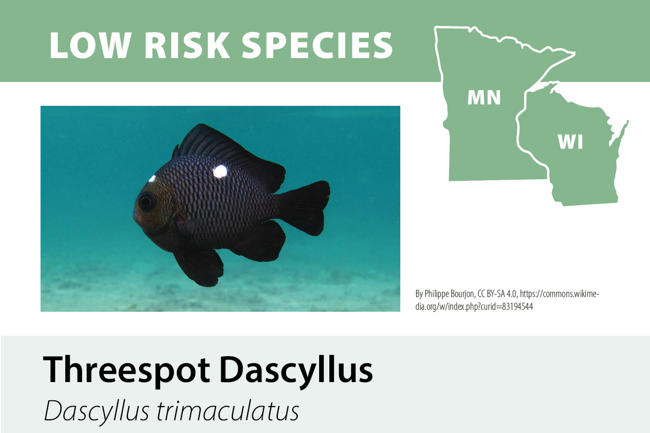 Infographic highlighting low risk fish species in the United States, featuring a picture of a Threespot Dacyllus fish, with a map of Minnesota and Wisconsin.