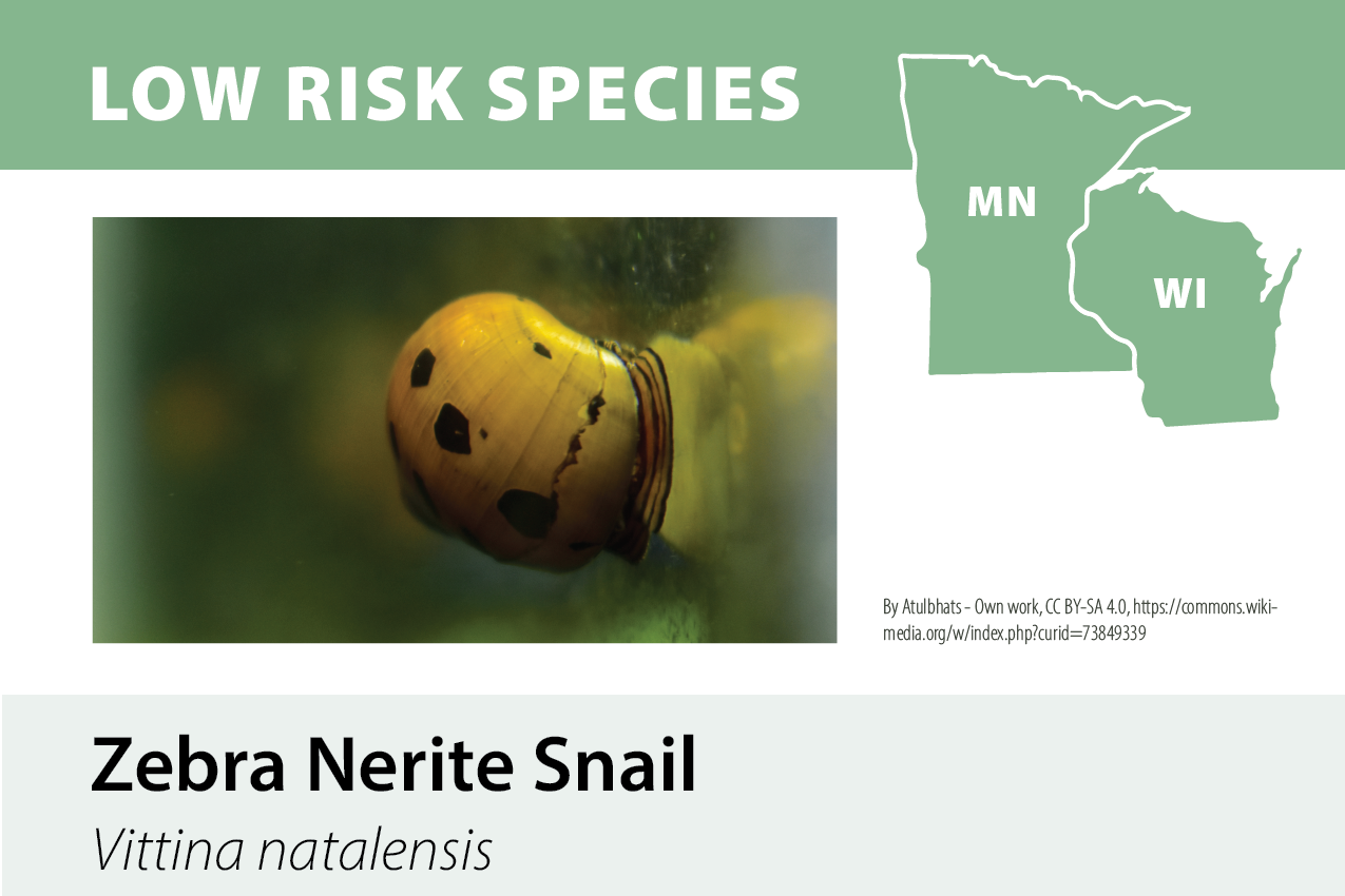 An infographic titled 'Low Risk Species' shows a map of Minnesota and Wisconsin, highlighting these states, with a close-up of a yellow zebra nerite snail, Vittina natalensis, in the foreground.
