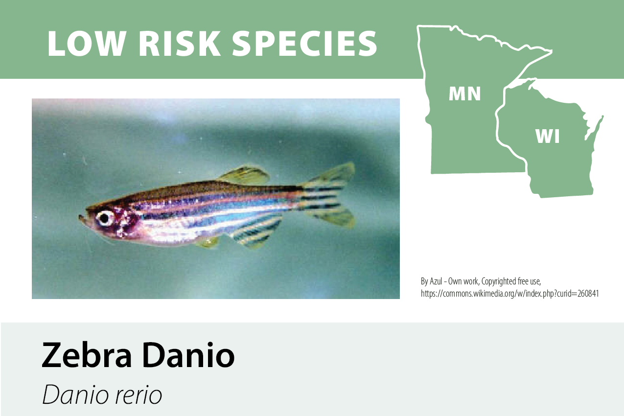 Illustration of a zebra danio fish with striped pattern, captioned "Zebra Danio" with scientific name "Danio rerio," and a map of Minnesota and Wisconsin labeled "Low Risk Species."