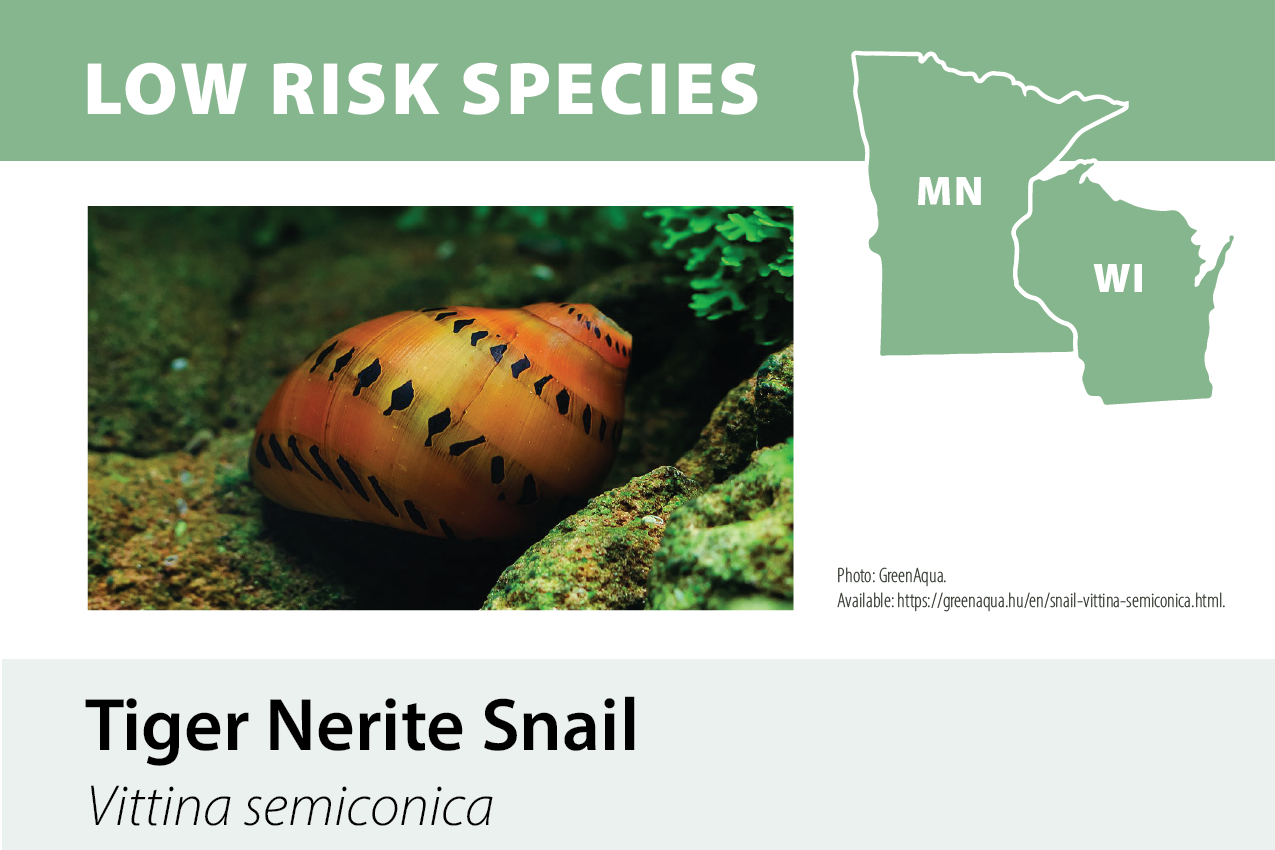 Educational graphic showing a tiger nerite snail, with a photo of the snail, a map of Minnesota and Wisconsin labeled MP and W, and information about the low risk status of the species.