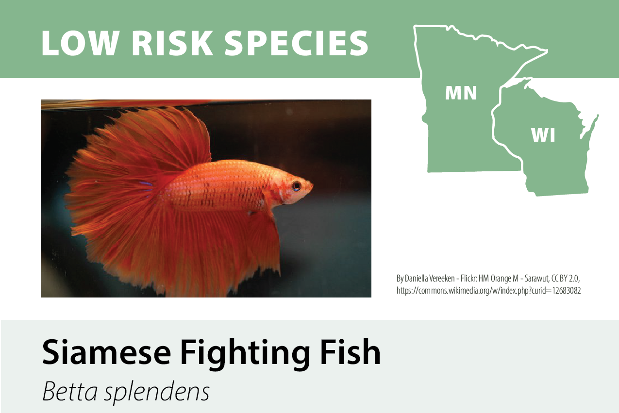 A graphic featuring a Siamese fighting fish with orange and red fins, alongside a map of Minnesota and Wisconsin labeled as low risk species.