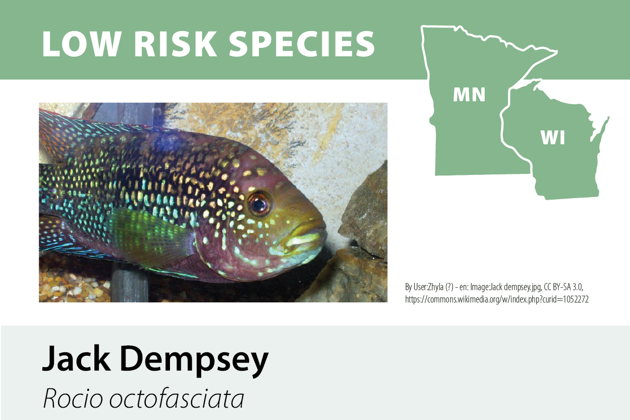 An informational graphic about low-risk species featuring a colorful fish, the Jack Dempsey, with its scientific name Rocio octofasciata, and a map highlighting Minnesota and Wisconsin.