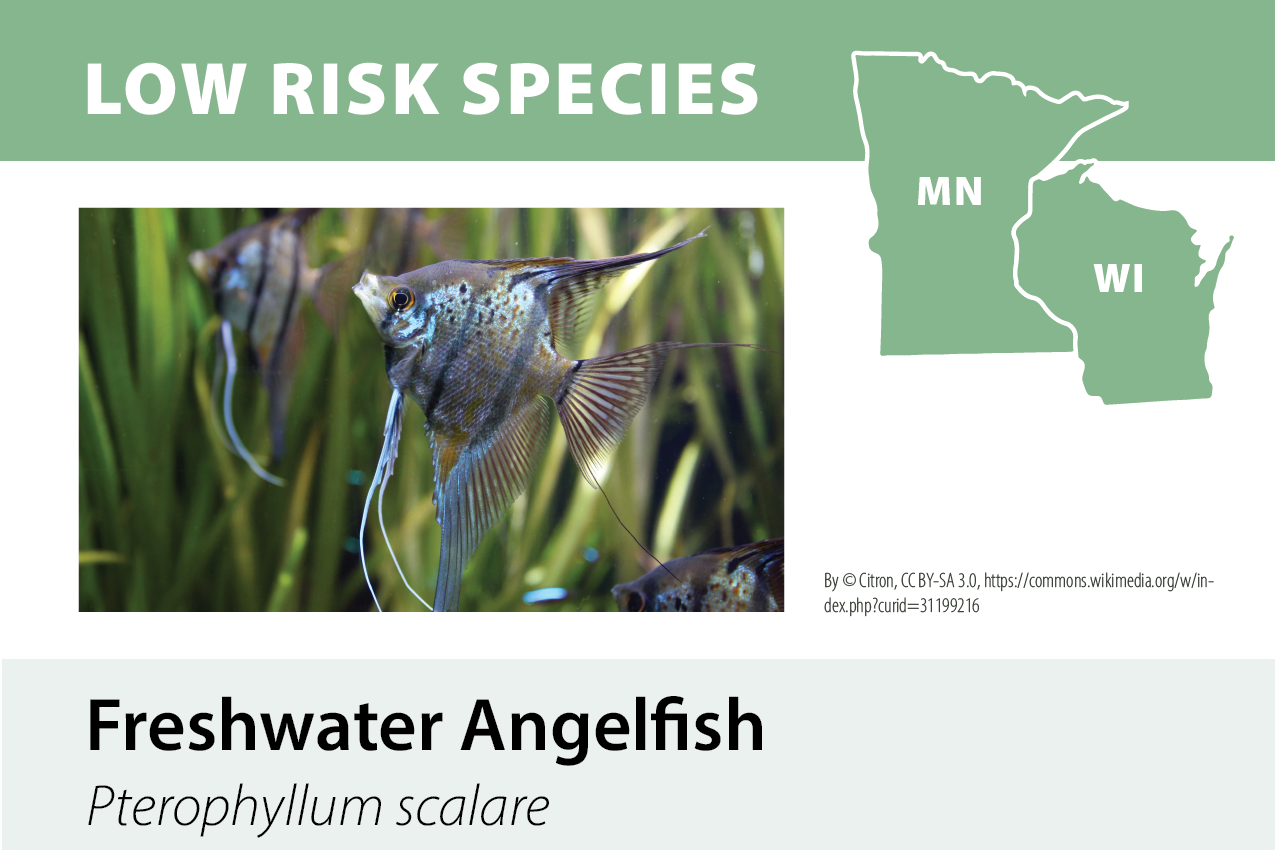 Illustration of a freshwater angelfish (Pterophyllum scalare) swimming among aquatic plants, with a map of Minnesota and Wisconsin in the background indicating low risk species.