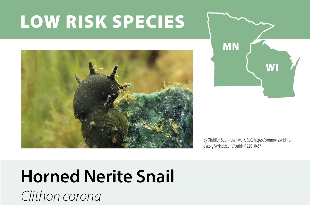 Illustration of a horned nerite snail, a low-risk species, with a background map of Minnesota and Wisconsin, highlighting these states.