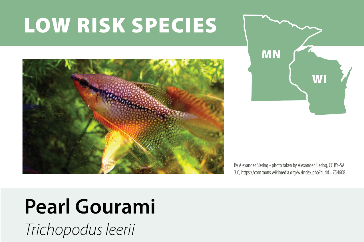Information graphic about low risk species, featuring a photograph of a pearl gourami fish, with a map outline of Minnesota and Wisconsin. The graphic is titled 'Low Risk Species'.