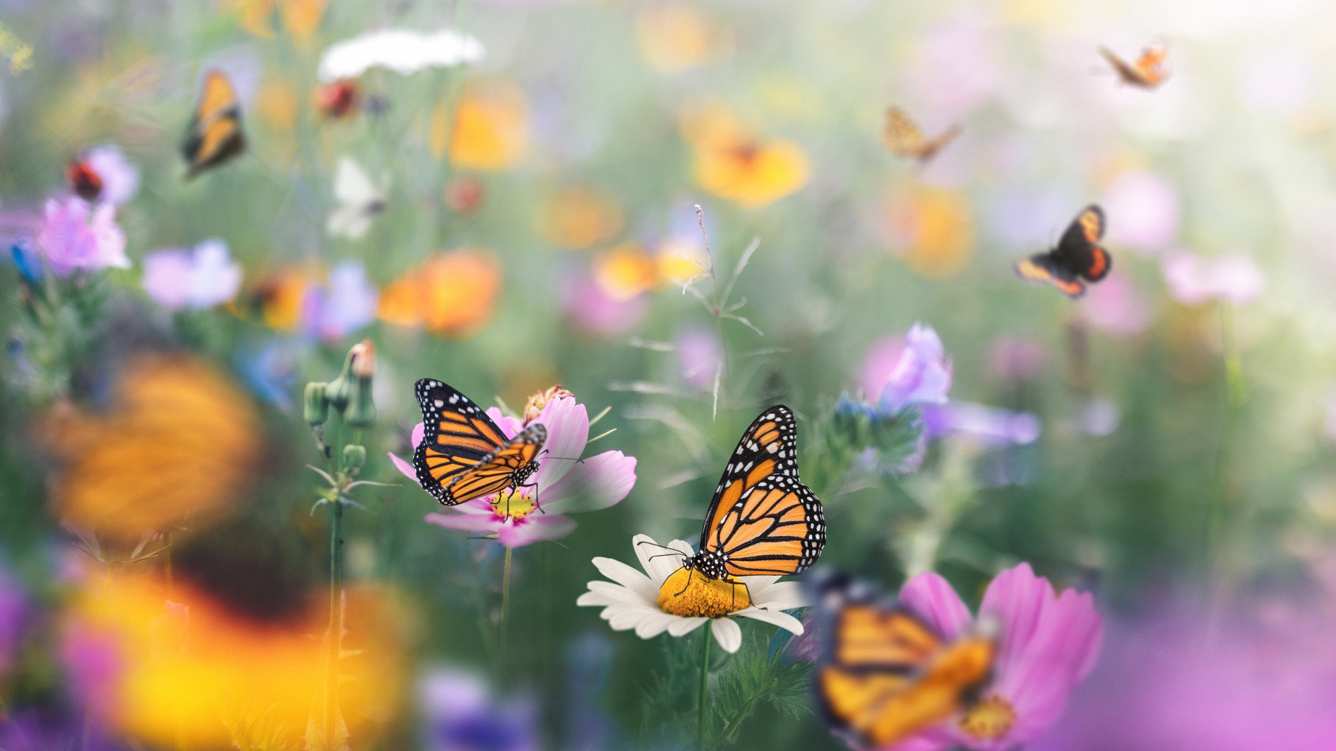 Get Your Butterflies In Formation: A New Way To Think About Stress
