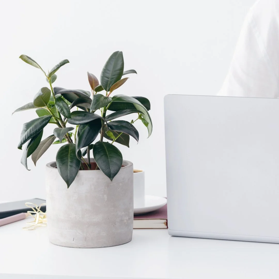 Close-up of a potted plant, adding a calm and natural visual element.