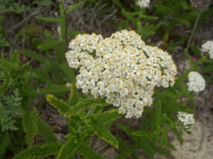 Achillea millefolium Copyright Neal Kramer.jpeg