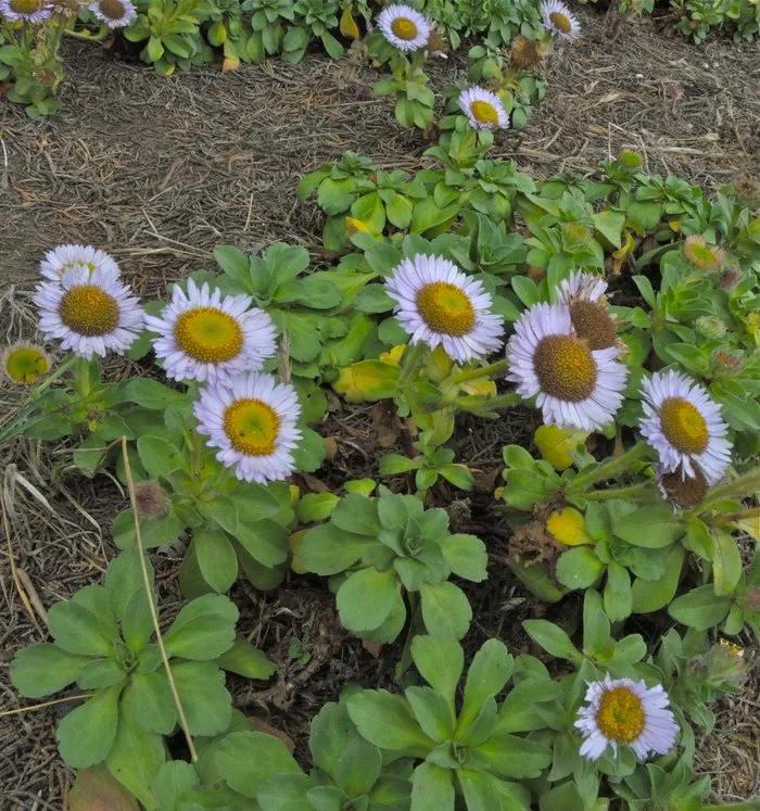 Erigeron glauca copyright John Doyen.jpeg