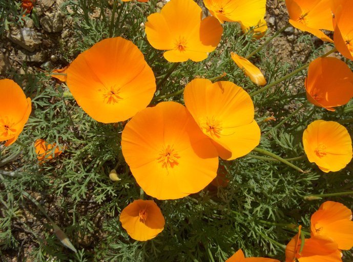 Eschscholzia californica copyright Neal Kramer.jpeg