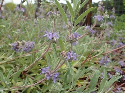 Salvia 'Bee's Bliss'.jpg