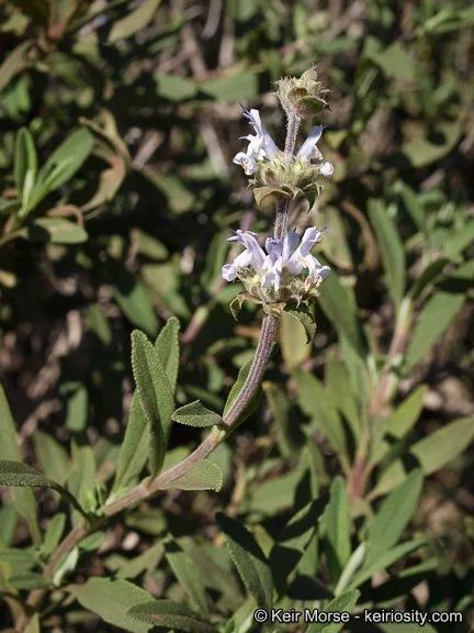 Salvia mellifera copyright Keir Morse.jpeg