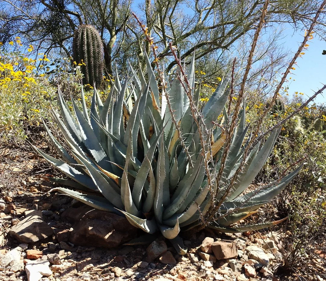 Agave deserti.jpg