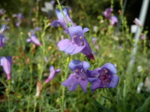 Penstemon_heterophyllus_Margarita_BOP Copyright Theodore Payne Foundation.jpg