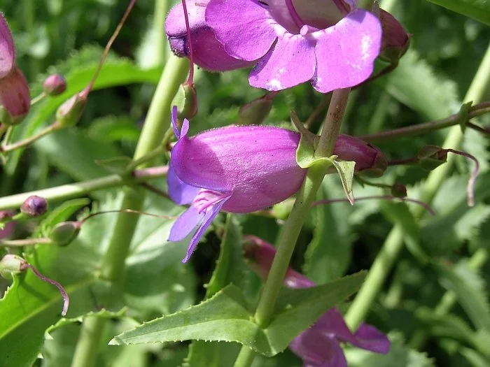 Penstemon spectabilis copyright Steven and Shellie Perry.jpeg