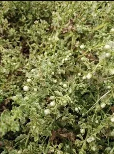 Baccharis_pilularis_'Twin_Peaks_No._2 no copyright.jpg