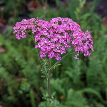 Island Pink Yarrow.jpg