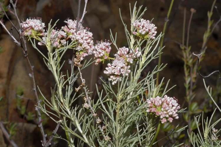 Eriogonum fasciculatum var. foliolosum copyright Gary McDonald.jpeg