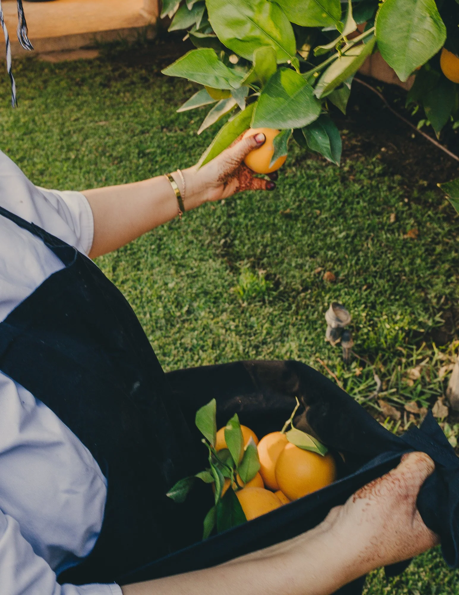 Person harvesting yellow fruit from a tree and collecting more in a black basket, with green grass and foliage in the background.