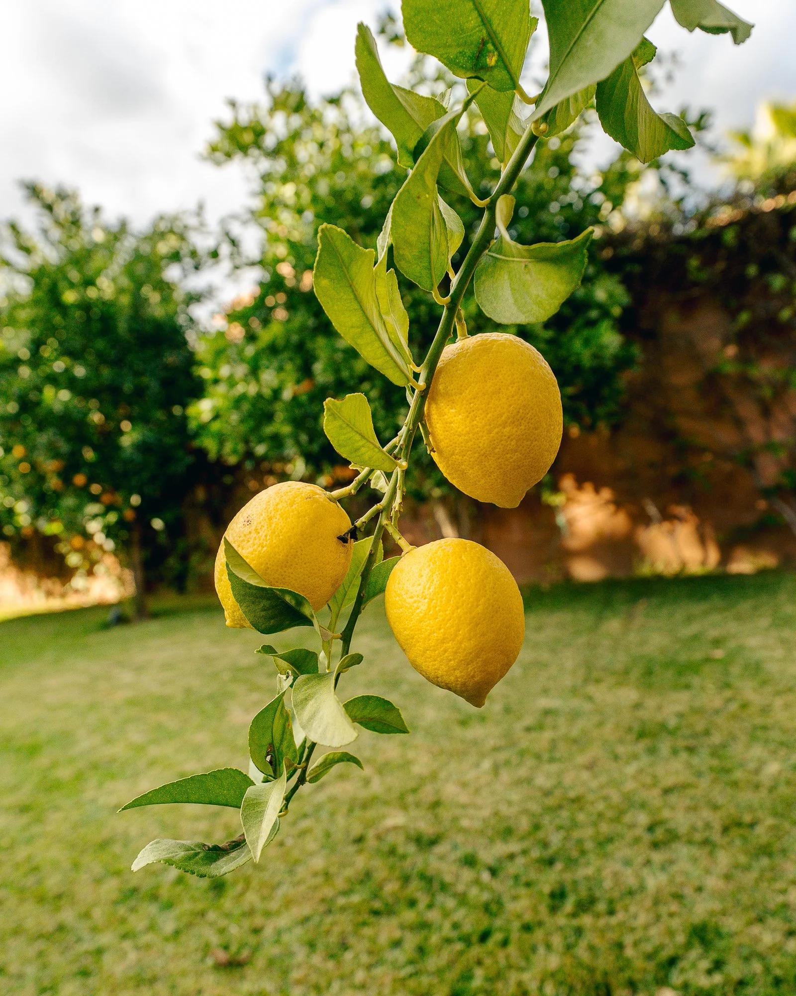 Close-up of a branch with three ripe yellow lemons hanging from it, surrounded by green leaves, in a sunny outdoor garden setting.
