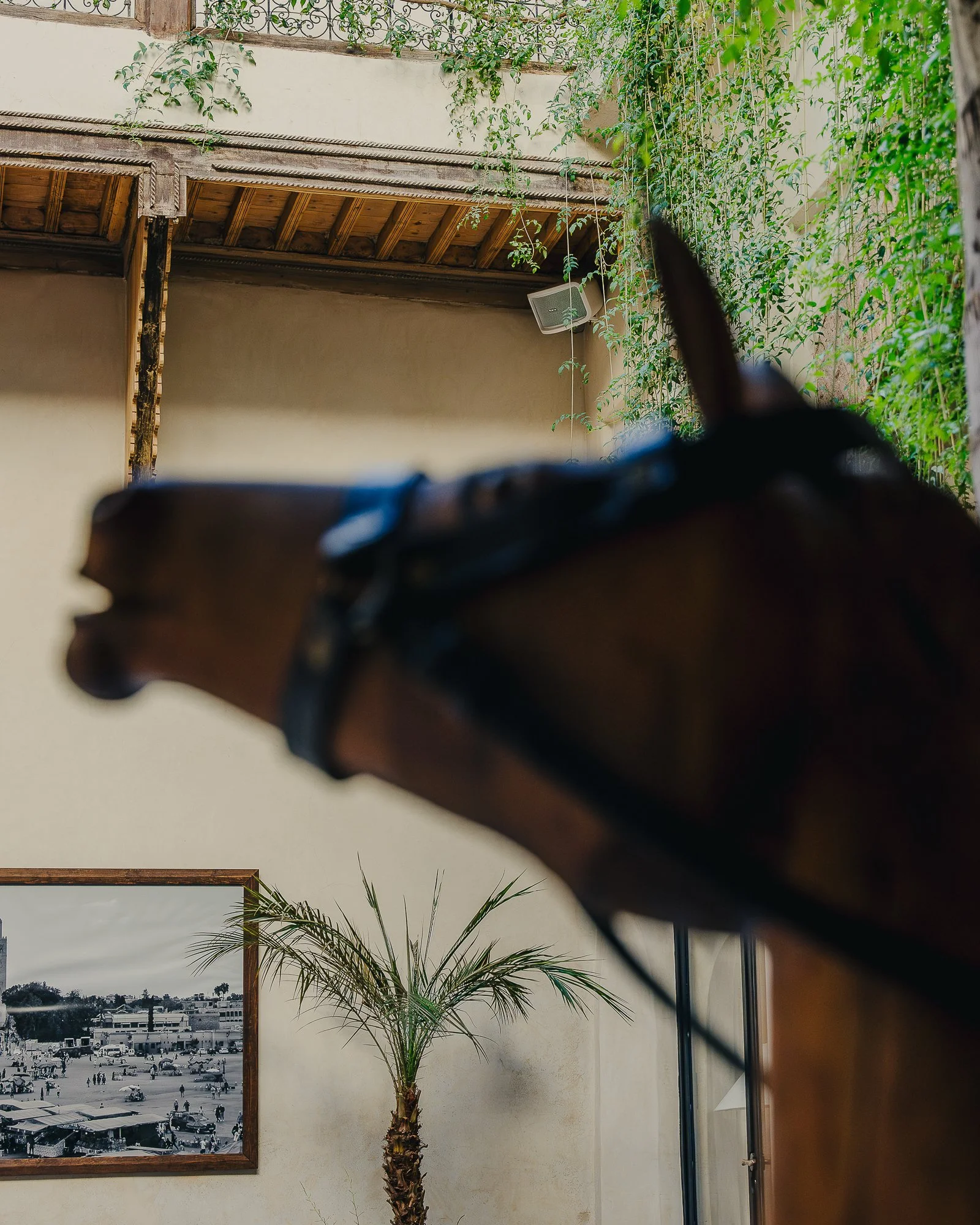Photo of an indoor space with a horse's head in the foreground, a black-and-white photo of a busy marketplace on the wall, a palm tree in the corner, and plants hanging from the ceiling.