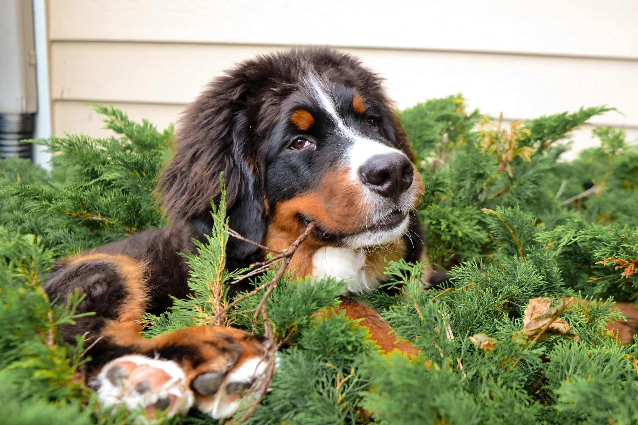 pet photography