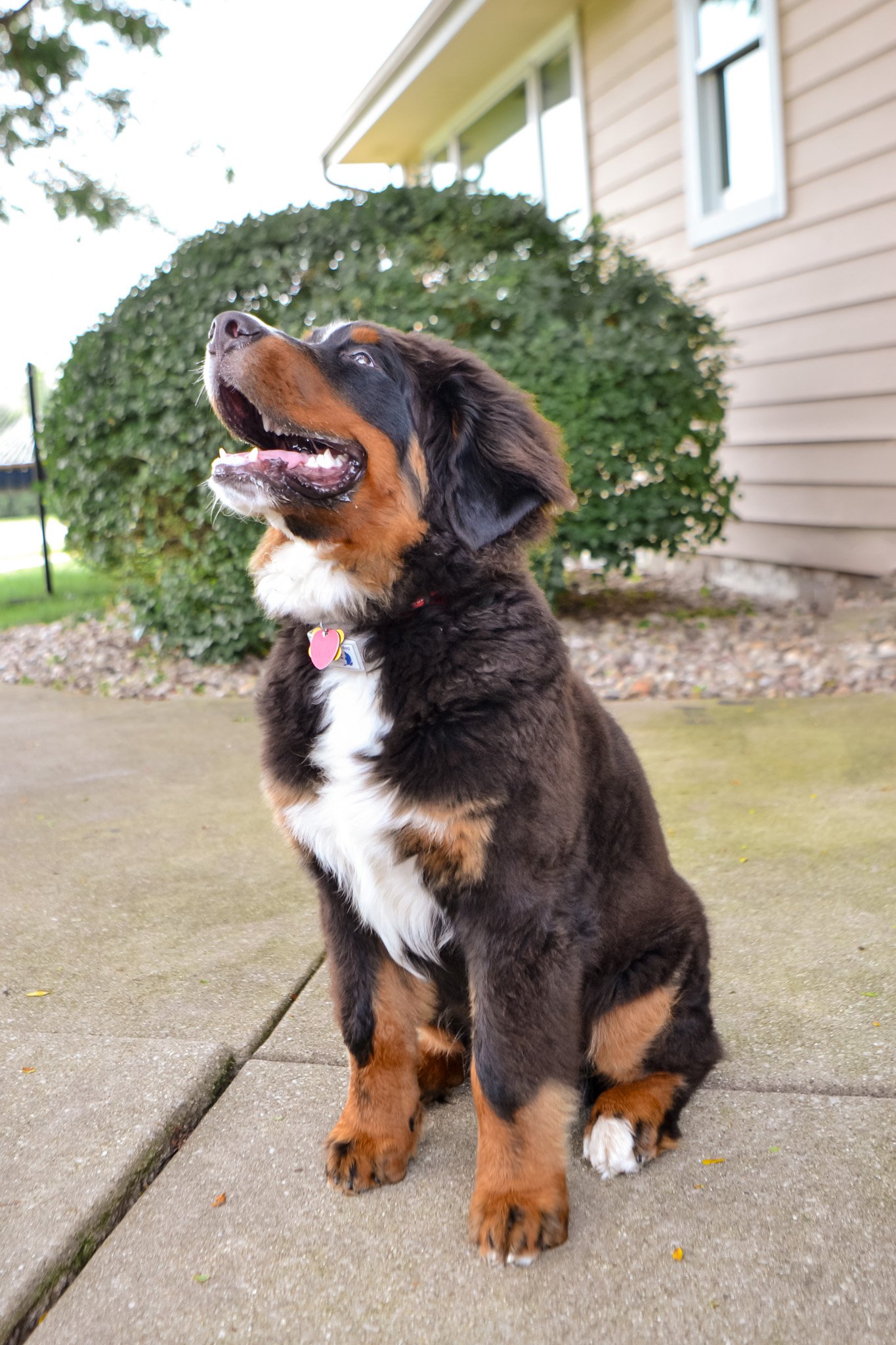 A Bernese Mountain Dog puppy sitting on a concrete sidewalk in front of a bush and a house with beige siding.