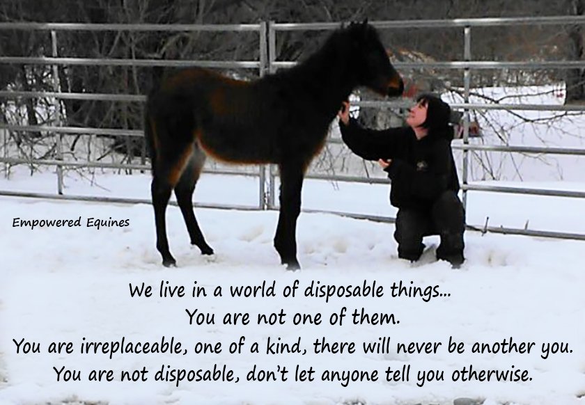 Horses are not disposable