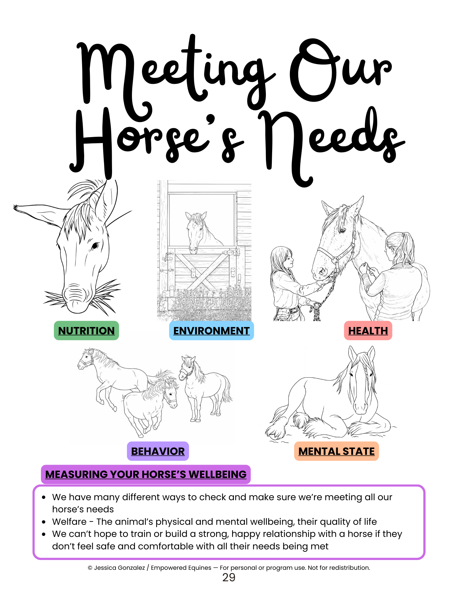 Meeting our Horse’s Needs