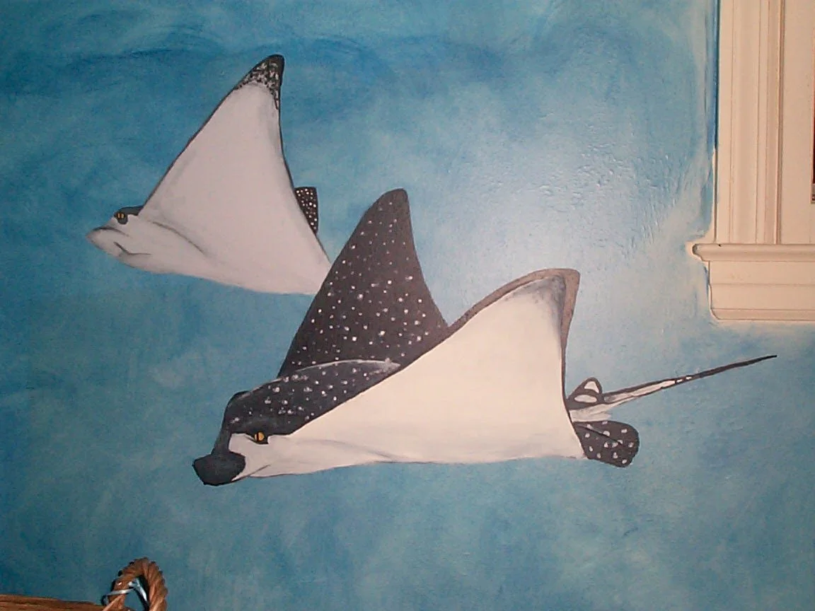 spotted manta rays, nearest ray by me, distant ray by Julie