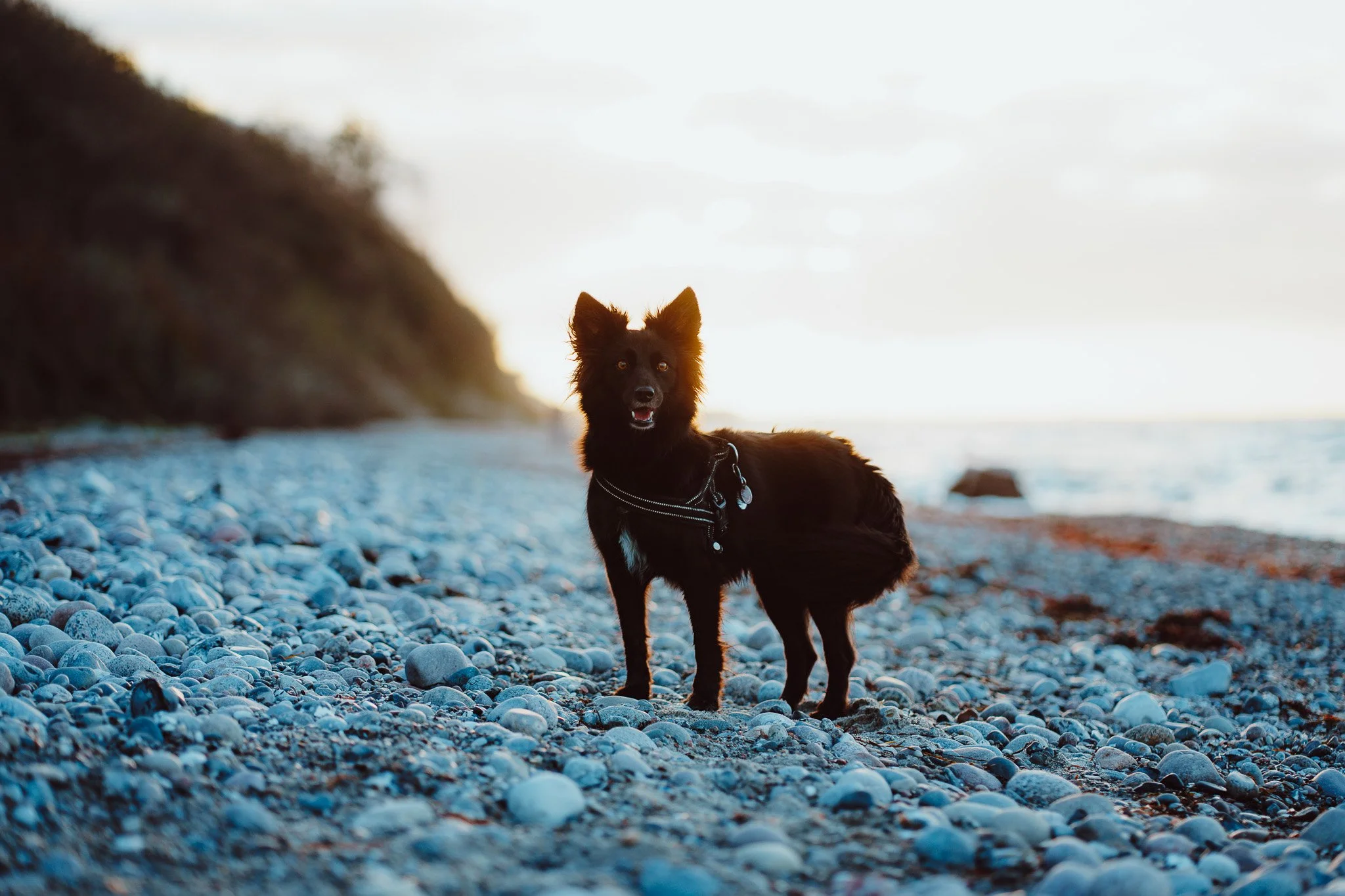 Ein schwarzer Hund mit Fell und Leine steht auf einem kiesbedeckten Strand bei Sonnenuntergang, mit Wasser und Himmel im Hintergrund.