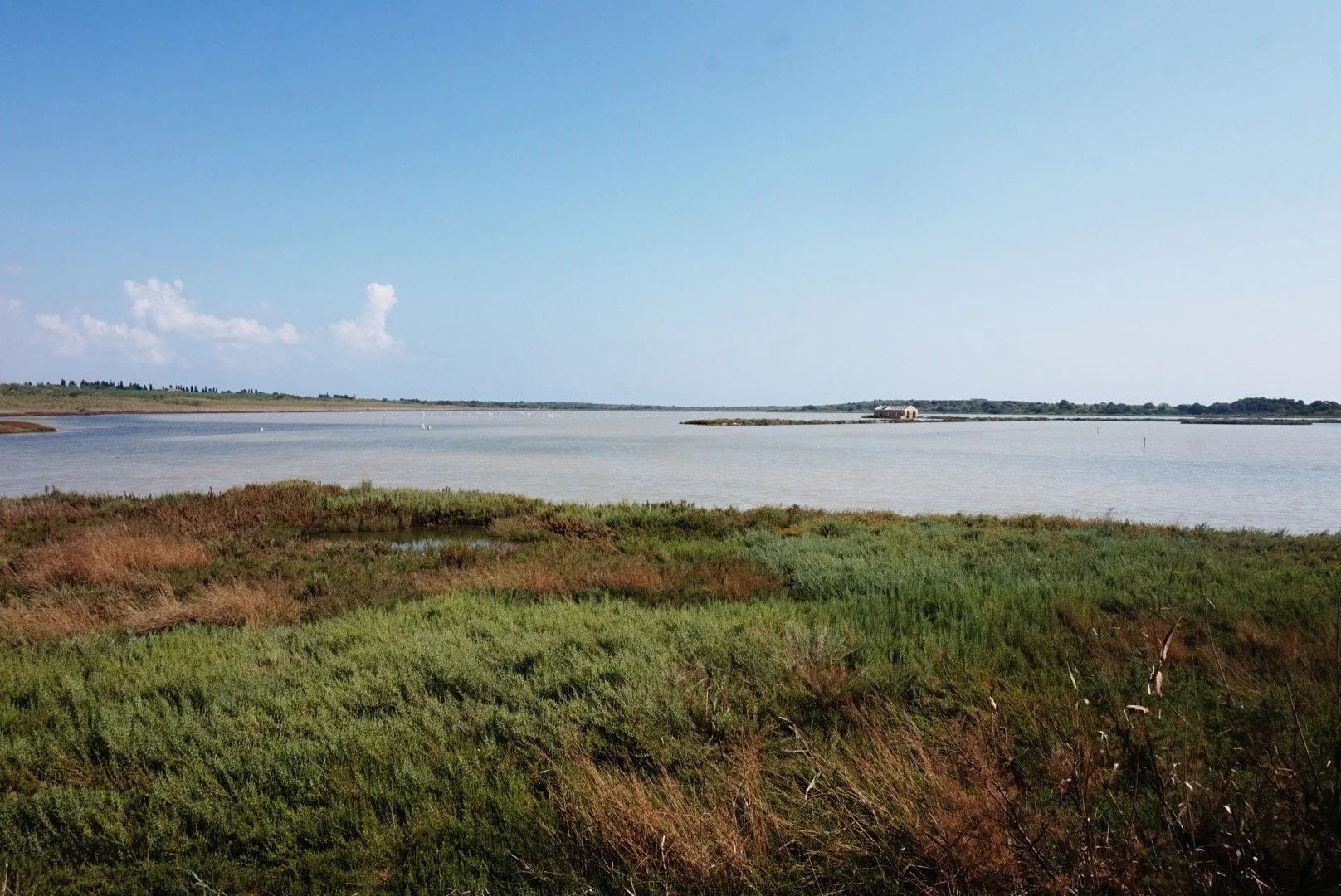 Coastal landscape with grassy marshland, a body of water, and distant low vegetation under a clear blue sky.
