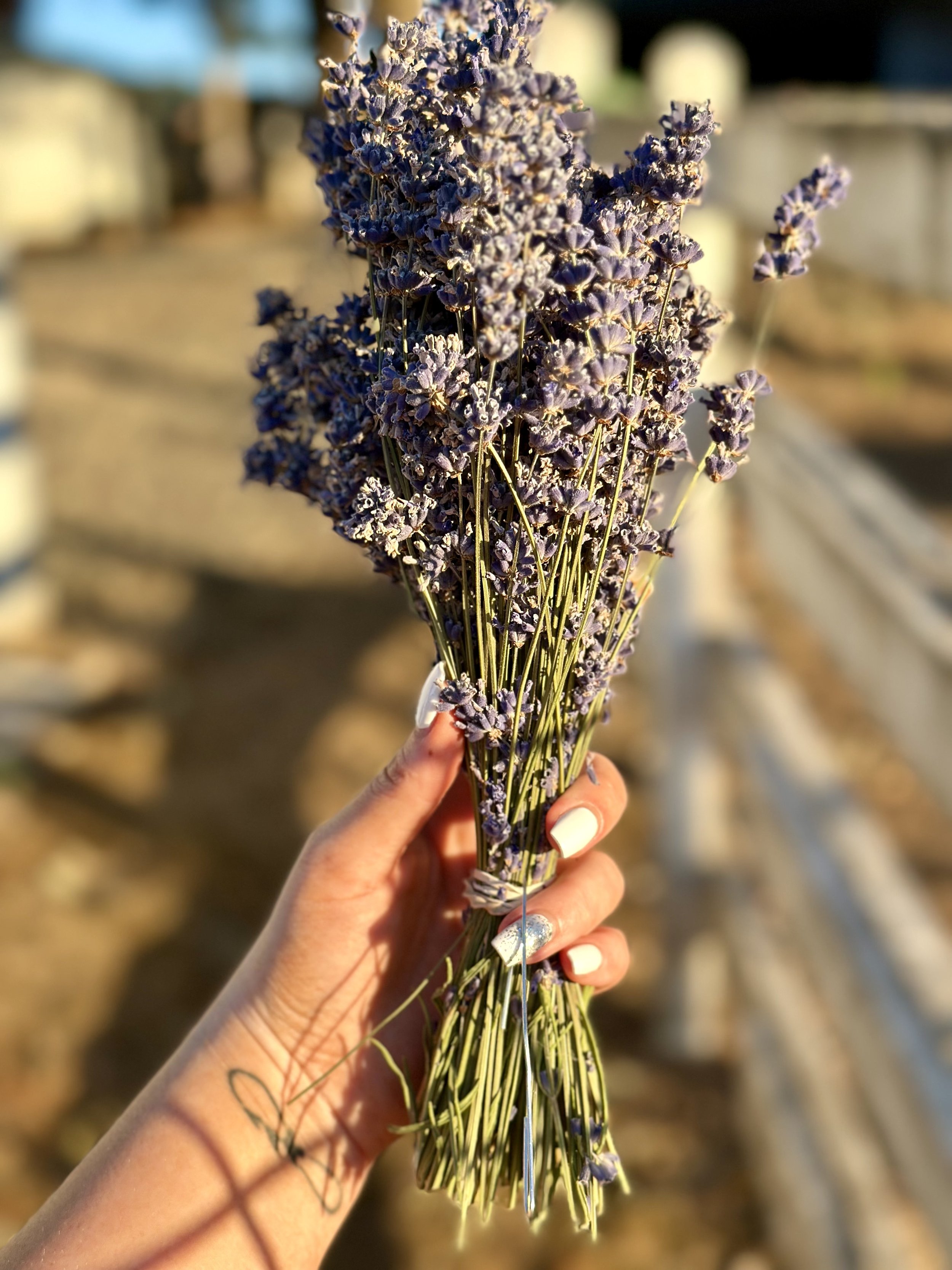 Lavender Bundle