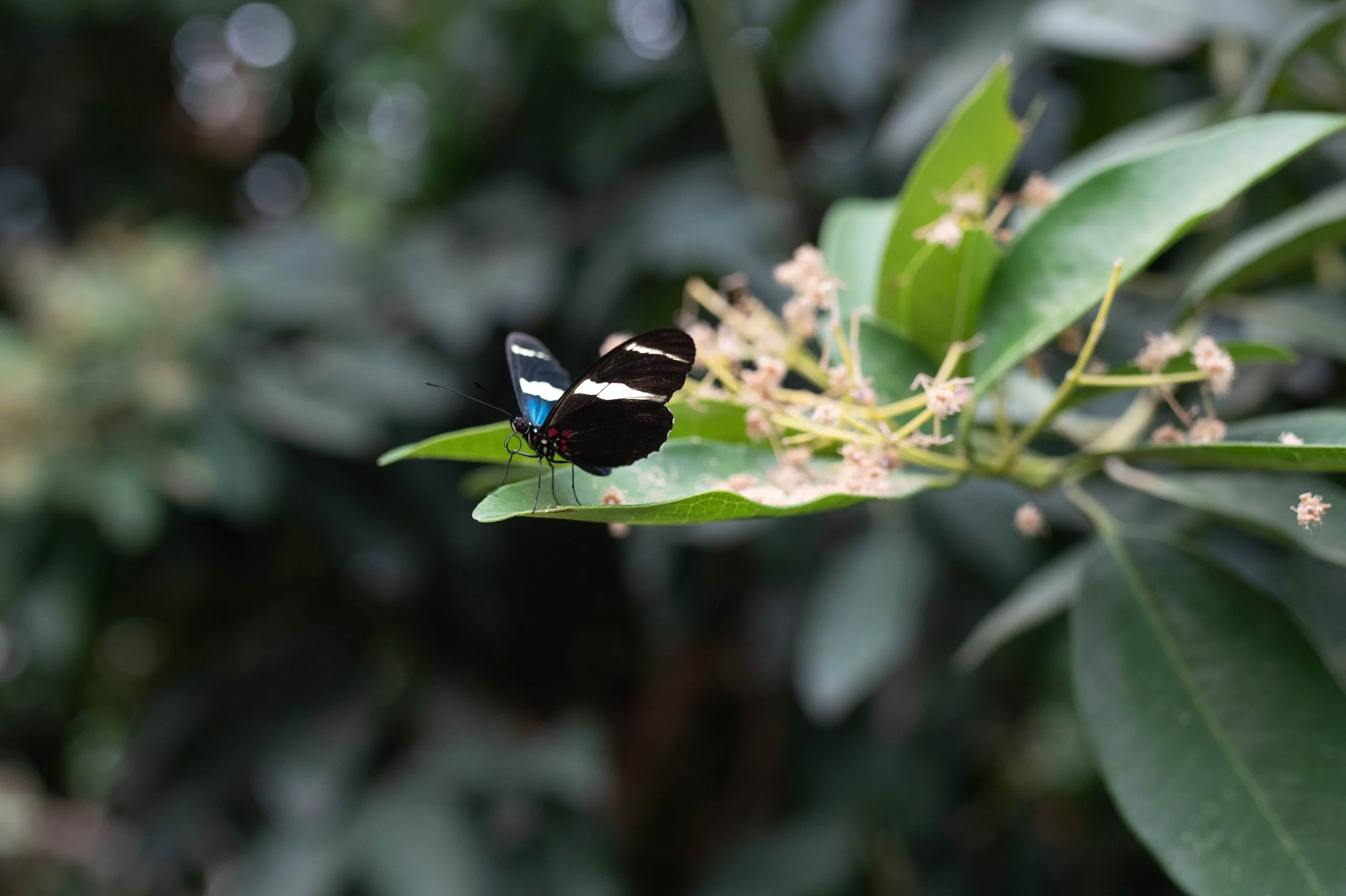 DSC_6379.jpg