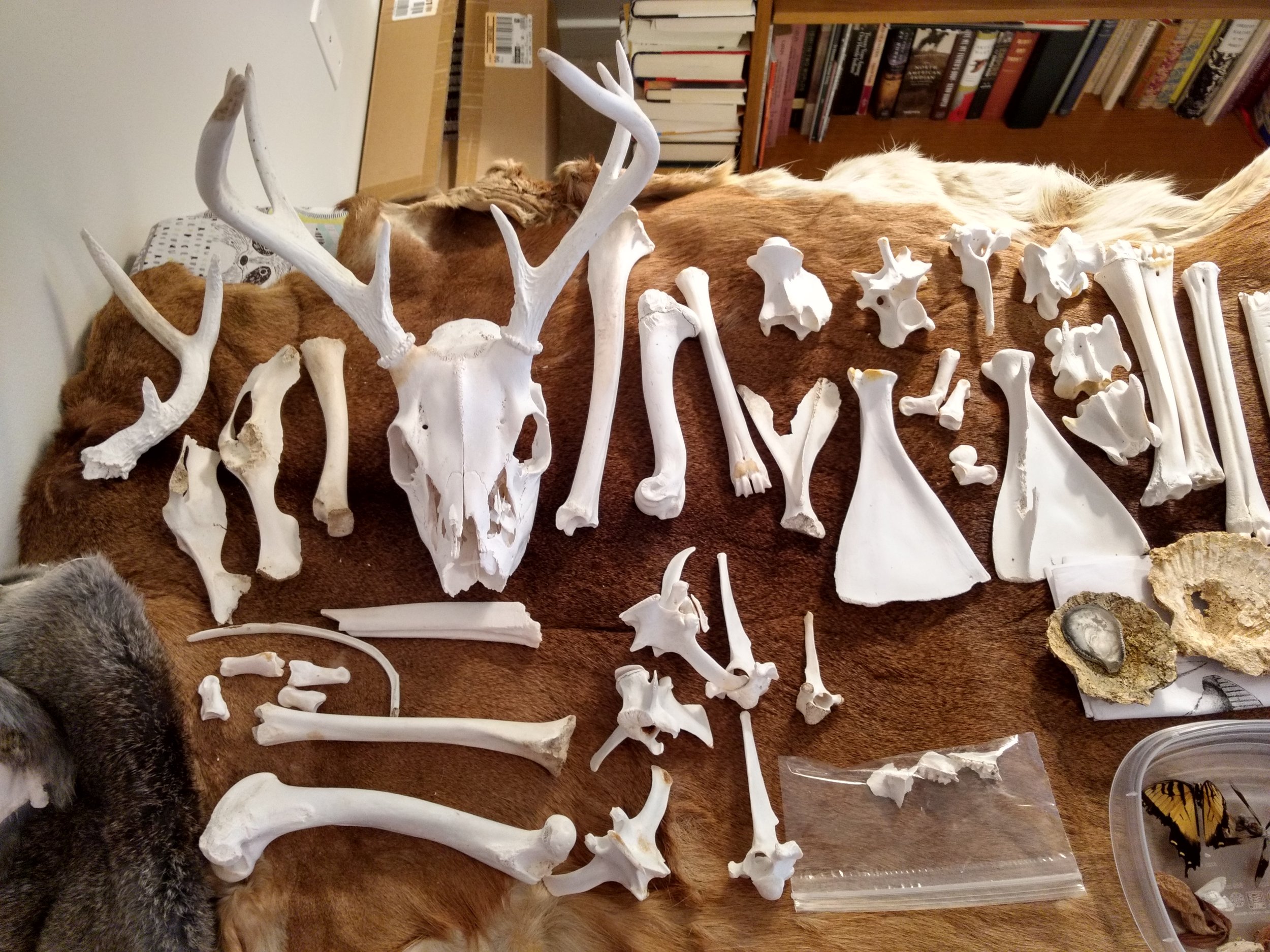 Skulls, Bones & Stones