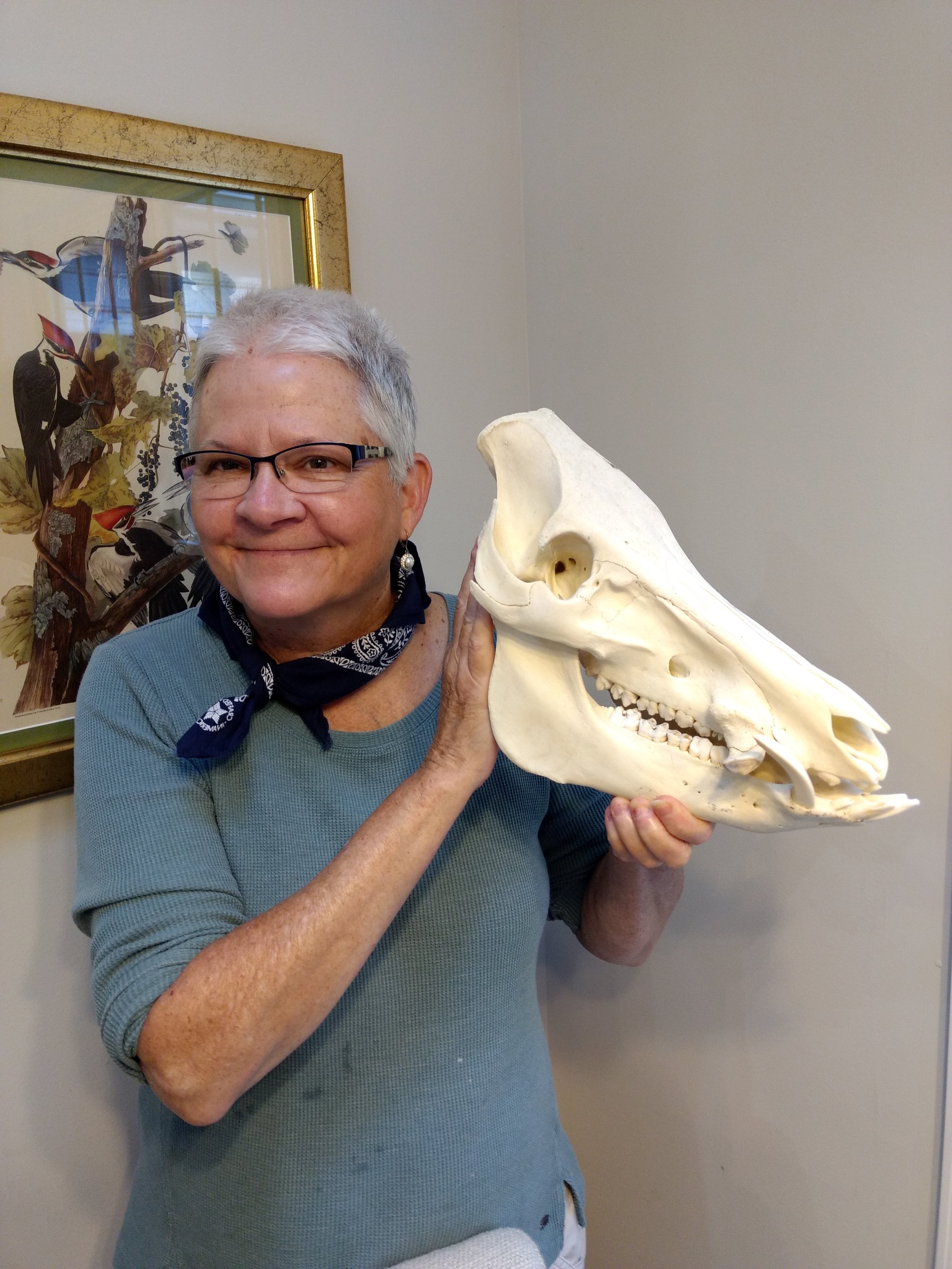 Feral Hog Skull