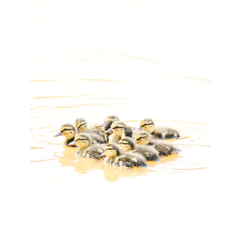 image_original_cab7eb623c2f022e6af6f31b38b93f75.png