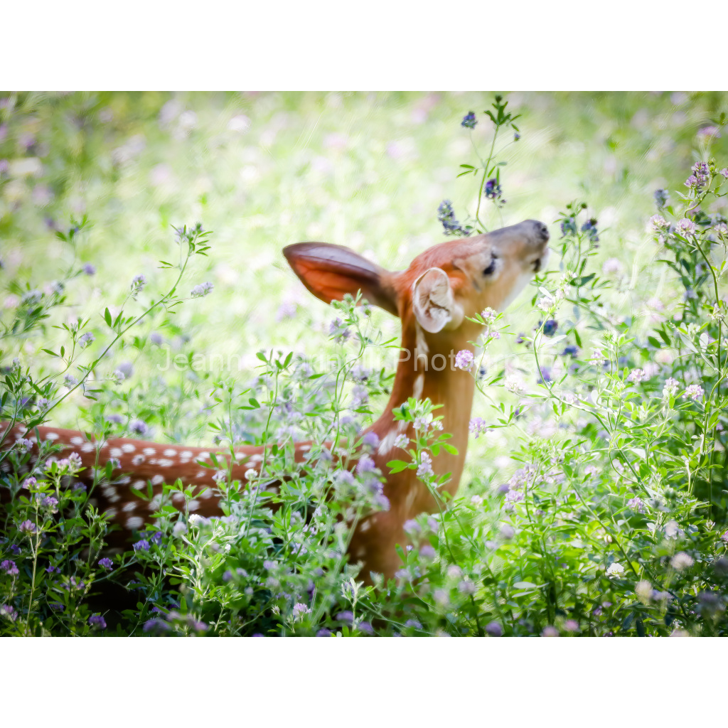 image_original_cab7eb623c2f022e6af6f31b38b93f75.png