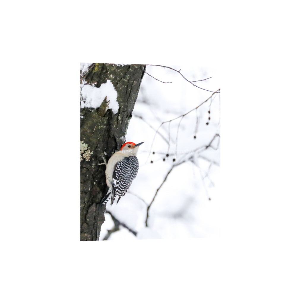 ptq_1_6_32_0_1843_2304_0_false_ffffff_0_0_cab7eb623c2f022e6af6f31b38b93f75.png