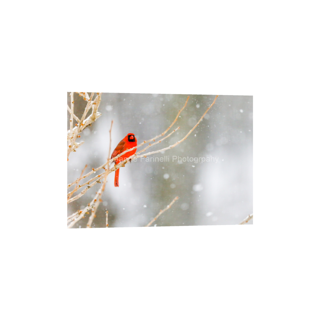 ptq_1_7_85_0_5401_3858_0_false_ffffff_0_0_cab7eb623c2f022e6af6f31b38b93f75.png