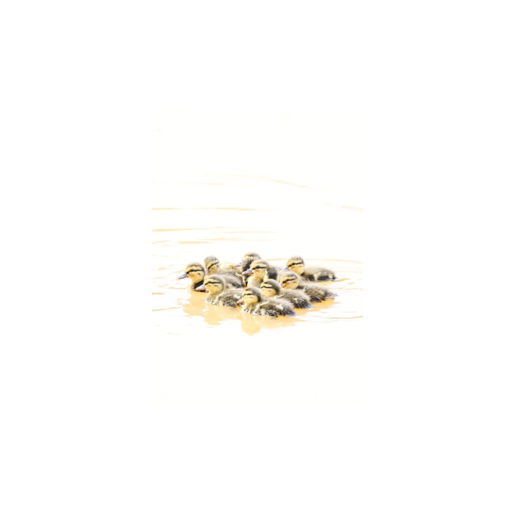 ptq_1_7_46_0_1884_2638_0_false_ffffff_0_0_cab7eb623c2f022e6af6f31b38b93f75.png