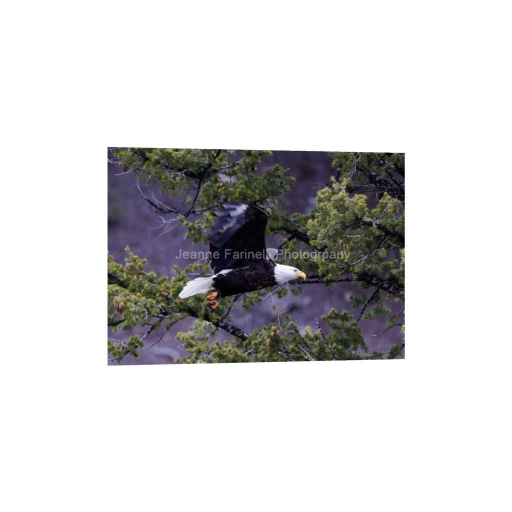 ptq_1_7_0_46_2592_1851_0_false_ffffff_0_0_cab7eb623c2f022e6af6f31b38b93f75.png