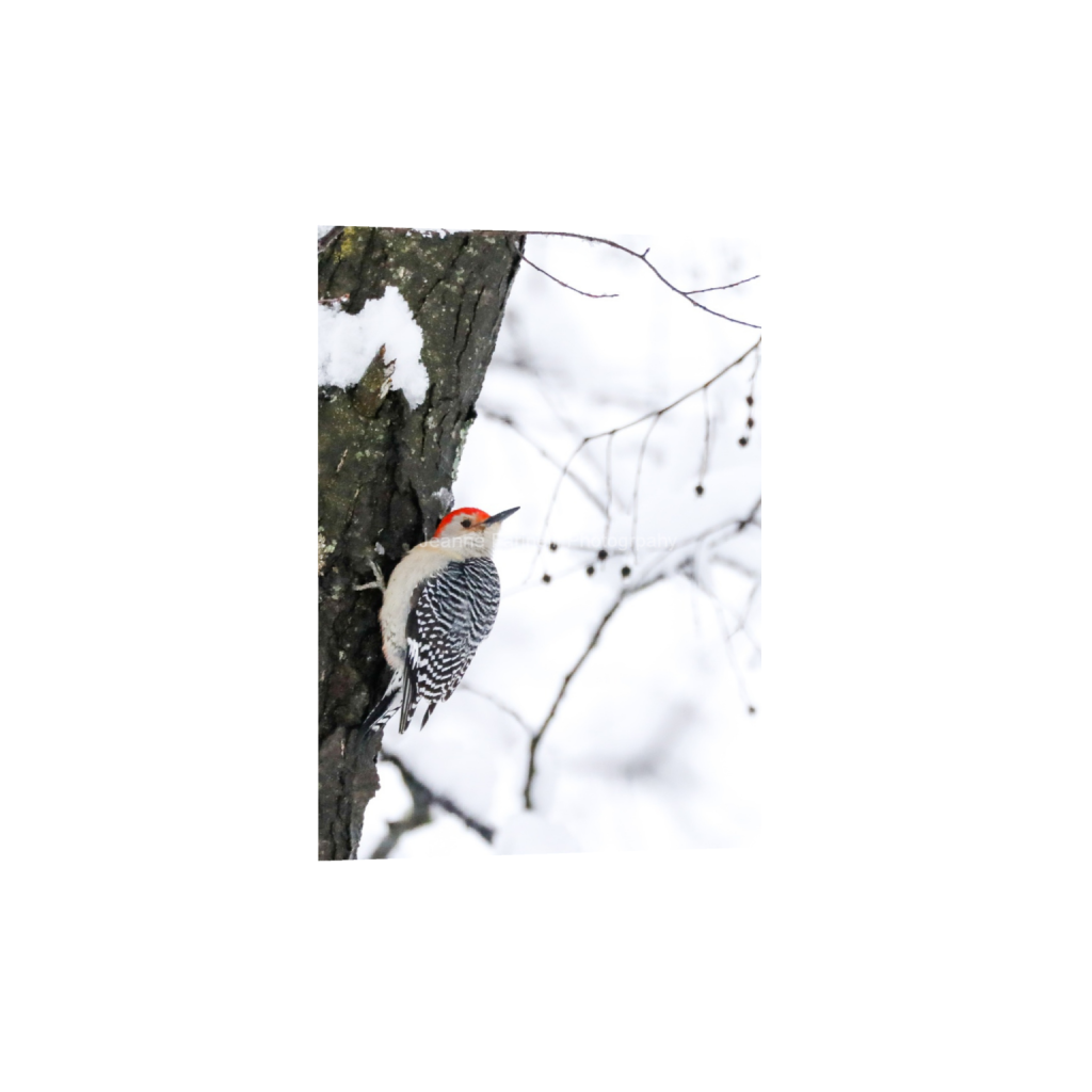 ptq_1_7_131_0_1645_2304_0_false_ffffff_0_0_cab7eb623c2f022e6af6f31b38b93f75.png