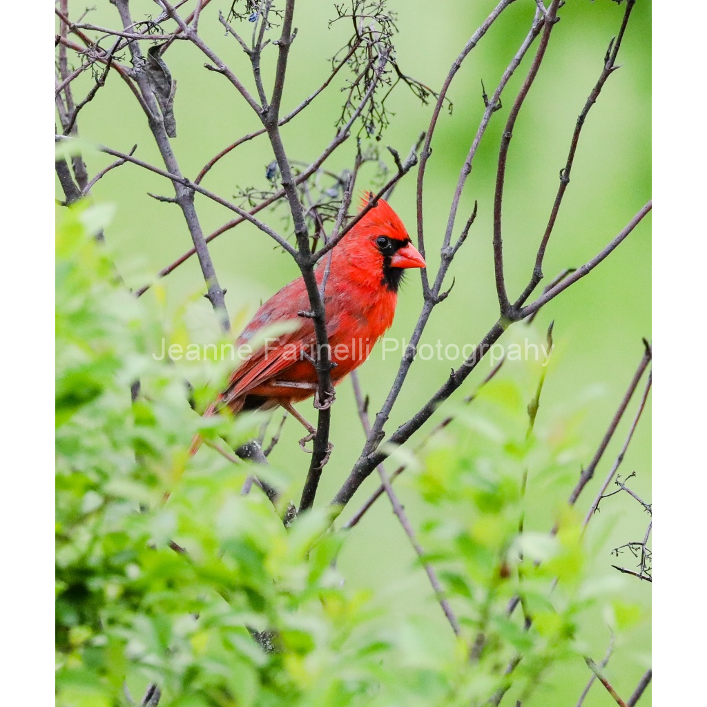 image_original_cab7eb623c2f022e6af6f31b38b93f75.png