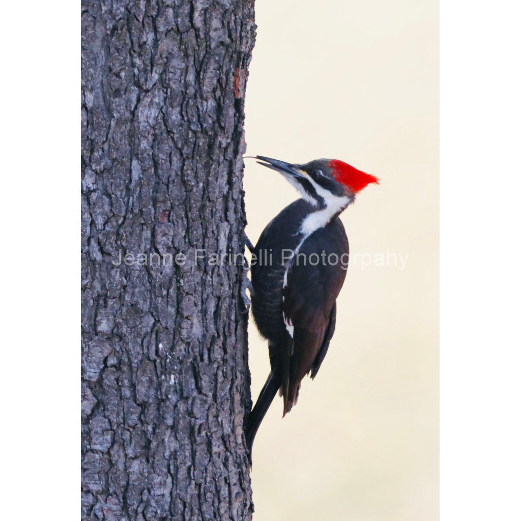 image_original_cab7eb623c2f022e6af6f31b38b93f75.png