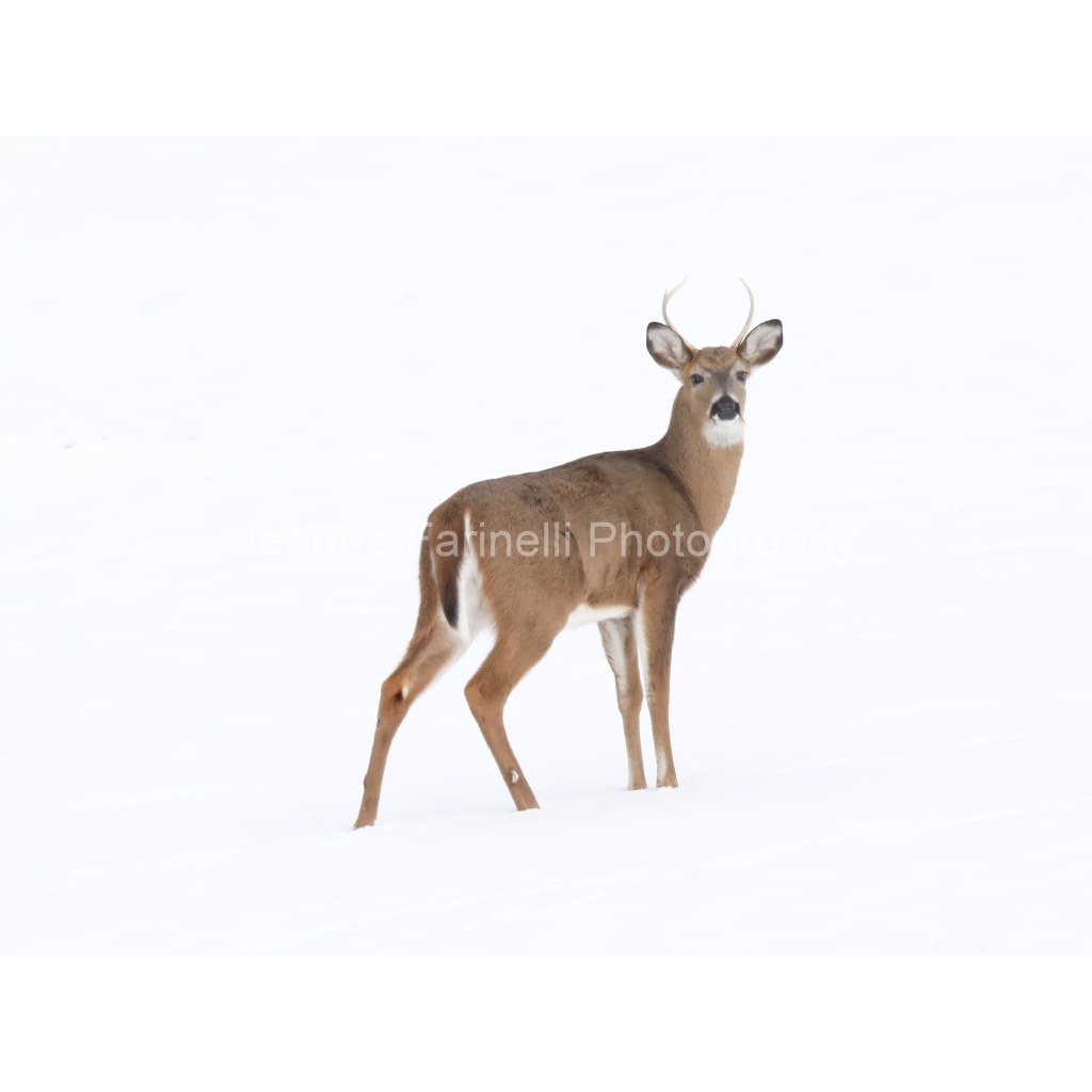image_original_cab7eb623c2f022e6af6f31b38b93f75.png